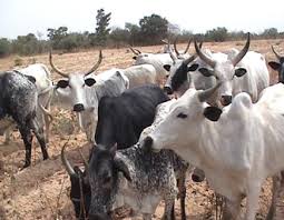 8 arraigned for cow rustling in Osun