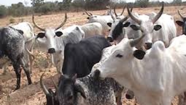 8 arraigned for cow rustling in Osun