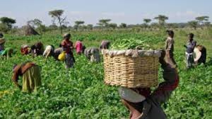 Extension service providers to resume training of farmers - IITA