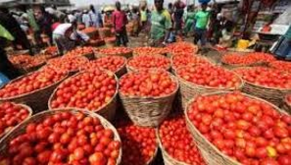 Tomato farmers launch new, high-yielding sweet pepper