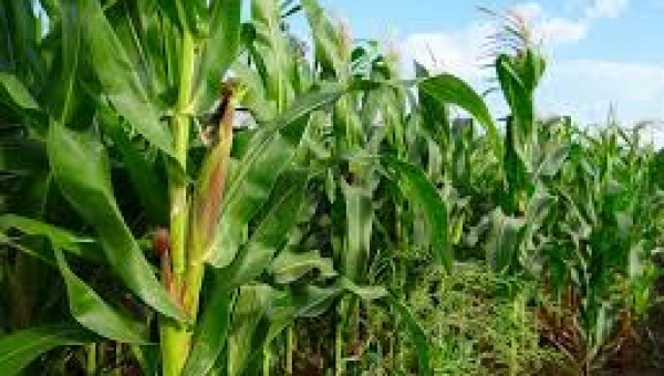 Maize: Farmers target cultivation of 250,000 hectares to bridge importation gap