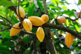 CBN distributes inputs to Cocoa Farmers in Oyo State