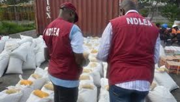 NDLEA seals off Cannabis warehouse, seizes drugs  worth N24m 