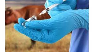 Anthrax: Lagos Govt commences free vaccination of animals