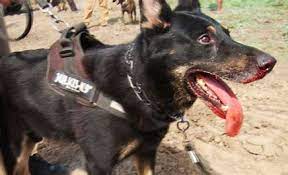 Osun govt reads riot act to dog owners