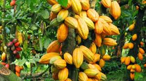 Cocoa farmers seek local processing to tackle price fluctuations
